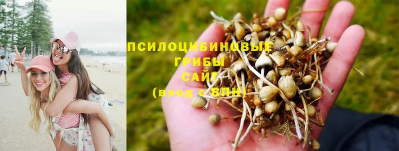 Псилоцибиновые грибы Psilocybe  наркота  Комсомольск 